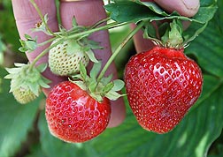 Photo: Two ripe red and two immature strawberries on the vine of Sweet Sunrise, an ARS cultivar. Link to photo information