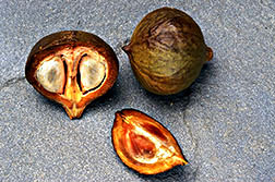 South American tung nuts.