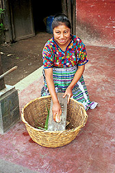 A Guatemalan woman shells corn for tortillas; Guatemalan corn sometimes is high in toxins known as fumonisins. Link to photo information
