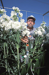 Soil scientist measures plant and water status of flower plants. Link to photo information