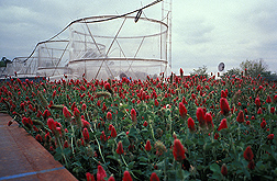 Crimson clover in front of four 10-foot-tall growth chambers that expose plants to varying levels of atmospheric carbon dioxide. Link to photo information