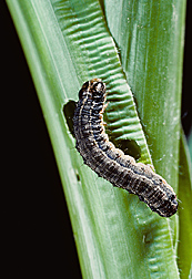 Photo: Fall armyworm. Link to photo information
