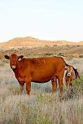 Photo: A cow and calf in a pasture in Montana. Link to photo information