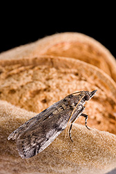 Photo: Adult navel orangeworm moth (Amyelois transitella) on an almond. Link to photo information