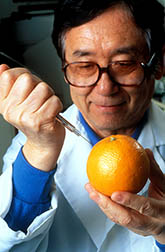 Chemist Shin Hasegawa extracts juice from an orange. 