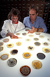 Mycologists Becki Schultheiss and Steve Rehner compare cultures of Phomopsis. 