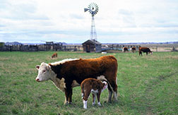 Hereford cow suckles her calf. Link to photo information
