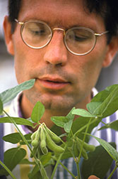 Plant molecular biologist Mark Tucker examines the pod set of a healthy soybean plant.