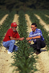 Plant geneticist Charles Stuber (right) and technician Wayne Dillard examine plants grown from a hybrid cross.