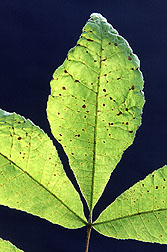 Lesions caused by pecan scab disease