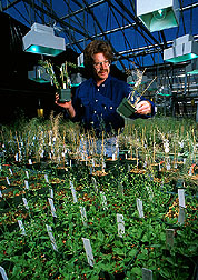 The Plant Gene Expression Center's research director, Peter Quail of the University of California at Berkley, inspects mutant Arabidopsis plants. 