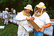 Scientists inspect colonies of Russian honey bees. 