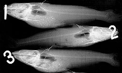 x-rayed catfish
