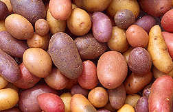 Photo: A variety of raw, unpeeled potatoes. Link to photo information