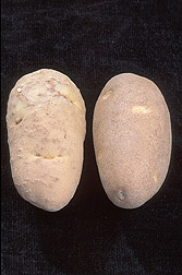 Photo: A potato infected with root-knot nematode (left) and a healthy potato. Link to photo information