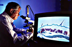 Entomologist observes tissues of a virus-infected cabbage looper larva.
