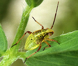Photo: Tarnished plant bug. Link to photo information