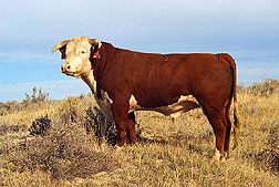 An exemplary Line 1 Hereford bull.