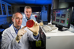 Doug Bannerman and Max Paape examine lab dish containing milk somatic cells and bacteria. Link to photo information