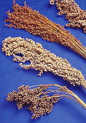 Close-up of seedheads of three types of sorghum. Link to photo information