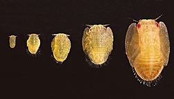 Nymphs of Asian citrus psyllids. Link to photo information