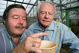 Bert Robinson and Edward Ryder harvest seeds from a potted Lactuca virosa plant in a greenhouse: Link to photo information
