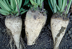 Photo: Sugar beets. Link to photo information