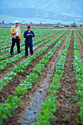 In field, Robert Lewellen and Jose Orozco evaluate sugar beets. Link to photo information