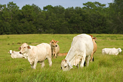 Photo: Brahman cattle grazing. Link to photo information