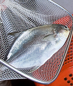 Photo: Pompano fish in a net. Link to photo information