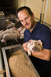 Photo: ARS research leader Brian Kerr examines a piglet. Link to photo information