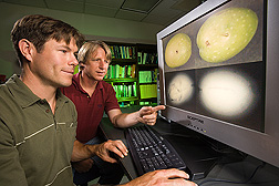 Photo: Agricultural engineers Eric Jackson (left) and Ron Haff examine x-ray images of olives. Link to photo information