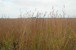 Photo: Native prairie vegetation at the Neal Smith National Wildlife Refuge near Prairie City, Iowa. Link to photo information