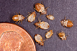 Photo: Shed bed bug skins are shown next to a penny to give a sense of scale of the size of the bugs. Link to photo information