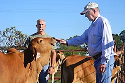 Photo: ARS animal scientist Jeff Carroll (left) watches while animal physiologist Ron Randel from Texas AgriLife Research and Extension Center checks the temper on a Brahman calf. Link to photo information