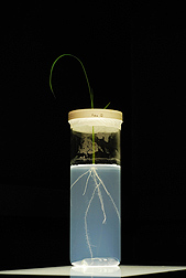 Photo: An Azucena rice plant growing in a growth cylinder system that lets scientists see the developing root architecture. Link to photo information