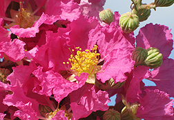 Blossoms on a Big Pink crape myrtle. Link to photo information