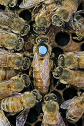 Honey bee queen surrounded by drones. Link to photo information