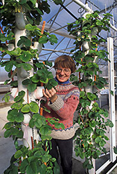 Martha Edens checks the health of strawberry plants.