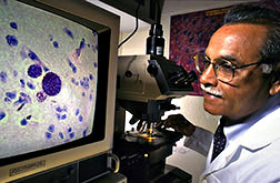 Microbiologist Dubey examines swine tissues for Toxoplasma parasites.