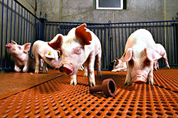Salmonella-free pigs 