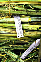 Bar-coded tags identify experimental varieties of sugarcane. 