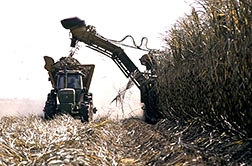 Sugarcane being harvested.