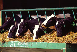 Holstein cows eating their feed. Link to photo information