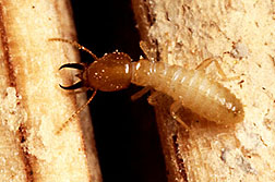 Formosan subterranean termite. Link to photo information