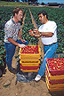 Husein Ajwa (right) inspects strawberries from a test plot.