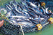 Market-size USDA 103 catfish 