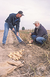 Rich Novy and Dennis Corsini dig up a potato plant. Link to photo information