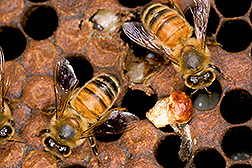 Photo: Worker bees remove mummified remains of larvae infected by chalkbrood fungus. Link to photo information