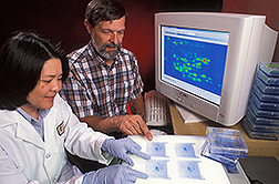 Photo: Plant physiologists Charlene Tanaka and Bill Hurkman compare protein patterns in wheat during grain development. Link to photo information